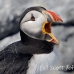 puffin_atlantic_msi_h_2685_can2071.jpg